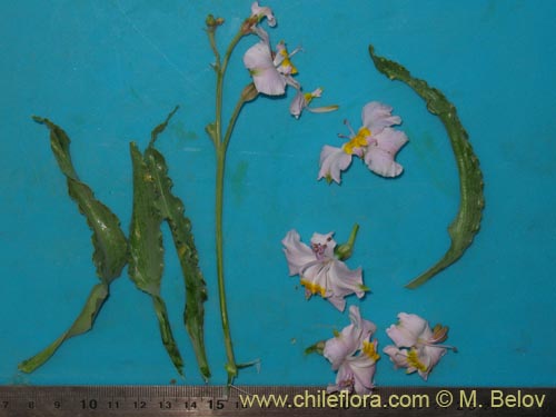 Bild von Alstroemeria schizanthoides var. schizanthoides (). Klicken Sie, um den Ausschnitt zu vergrössern.