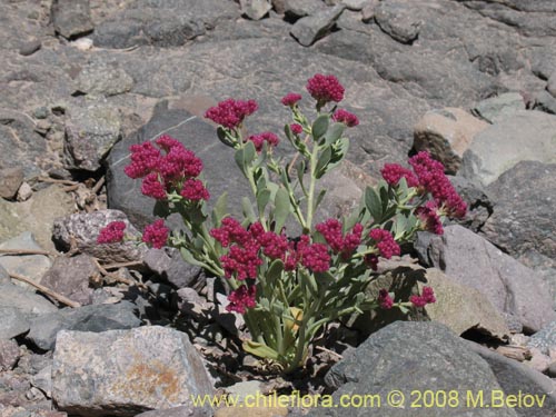 Image of Cistanthe amaranthoides (). Click to enlarge parts of image.