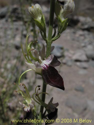 Image of Teucrium nudicaule (). Click to enlarge parts of image.