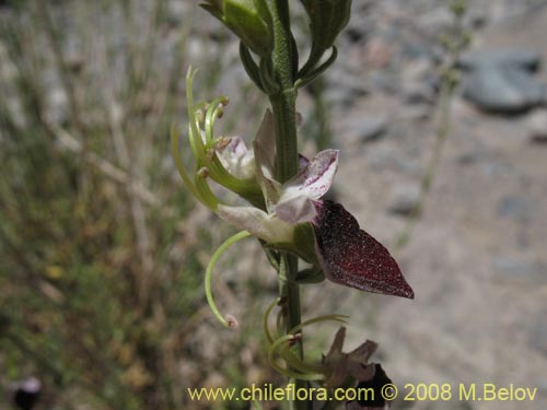 Image of Teucrium nudicaule (). Click to enlarge parts of image.