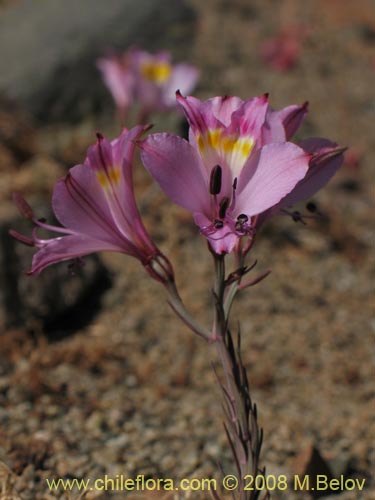 Image of Alstroemeria diluta ssp. chrysantha (). Click to enlarge parts of image.