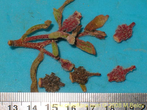 Image of Tetragonia pedunculata (Pasto guanoso / Aguanosa / Escarcha). Click to enlarge parts of image.