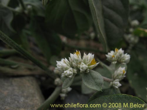 Bild von Alternanthera halimifolia (Diamante). Klicken Sie, um den Ausschnitt zu vergrössern.