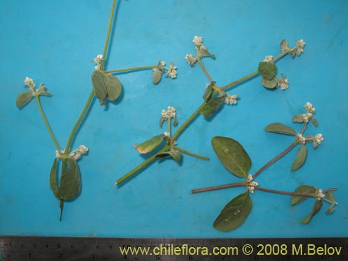Image of Alternanthera halimifolia (Diamante). Click to enlarge parts of image.