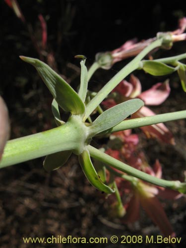 Im�gen de Alstroemeria angustifolia (). Haga un clic para aumentar parte de im�gen.