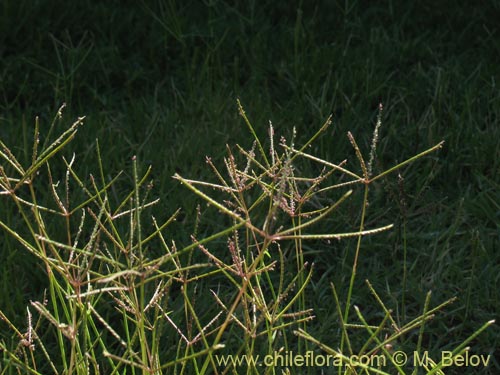 Image of Digitaria sanguinalis (). Click to enlarge parts of image.