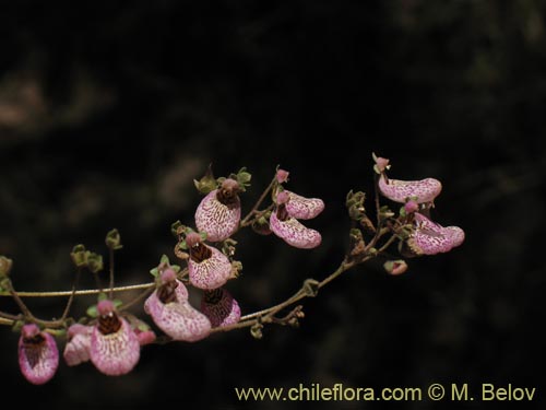 Фотография Calceolaria cana (Salsilla / Zarcilla). Щелкните, чтобы увеличить вырез.