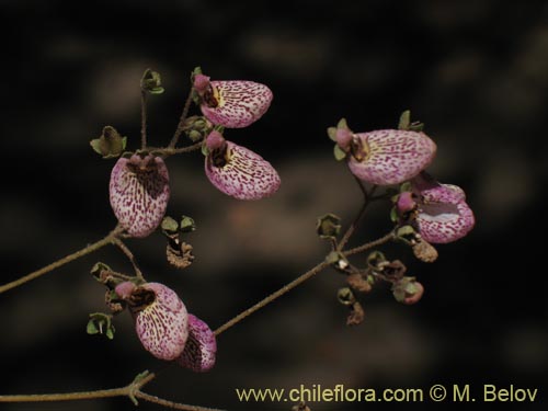 Calceolaria cana的照片