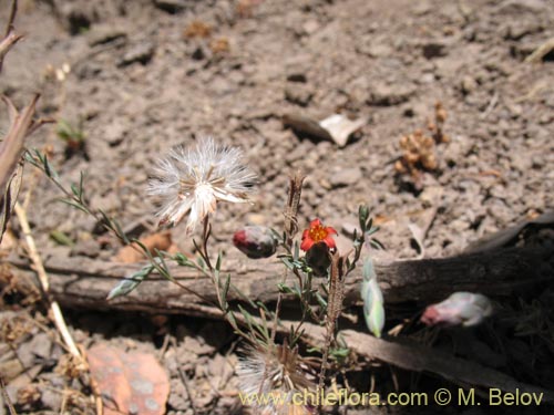 Imágen de Chaetanthera microphylla (). Haga un clic para aumentar parte de imágen.