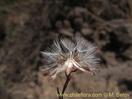 Фотография Chaetanthera microphylla (). Щелкните, чтобы увеличить вырез.