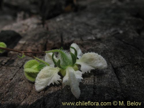 Loasa micranthaの写真