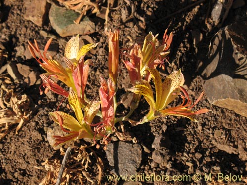Alstroemeria versicolor的照片