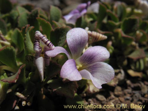 Image of Viola sp. #1551 (). Click to enlarge parts of image.
