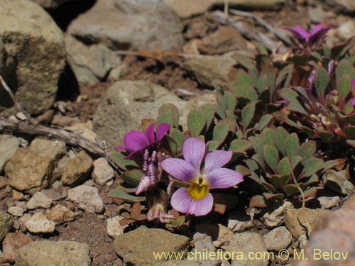 Image of Viola sp. #1551 (). Click to enlarge parts of image.