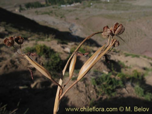 Фотография Sisyrinchium philippii (). Щелкните, чтобы увеличить вырез.