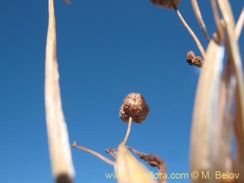 Sisyrinchium philippiiの写真