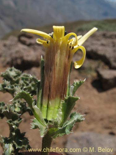 Perezia carthamoides의 사진