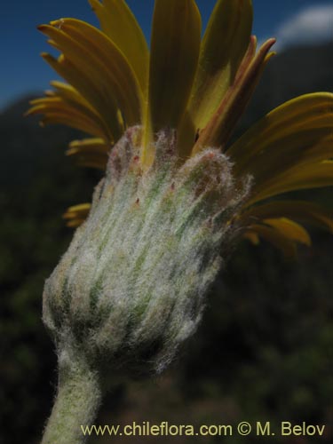 Фотография Trichocline aurea (). Щелкните, чтобы увеличить вырез.
