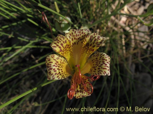 Imágen de Alstroemeria versicolor (). Haga un clic para aumentar parte de imágen.