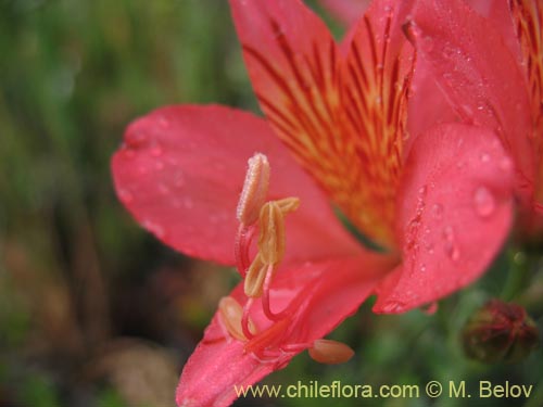 Imágen de Alstroemeria presliana ssp. australis (). Haga un clic para aumentar parte de imágen.