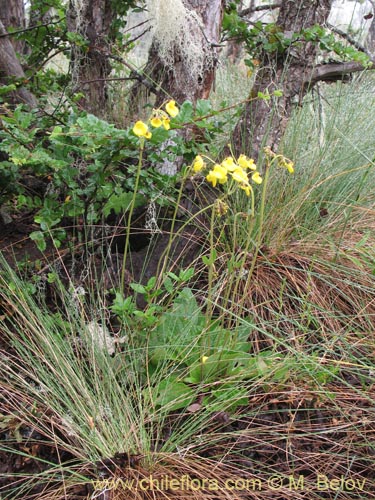 Calceolaria valdivianaの写真