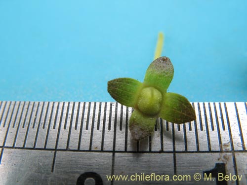 Bild von Calceolaria valdiviana (). Klicken Sie, um den Ausschnitt zu vergrössern.