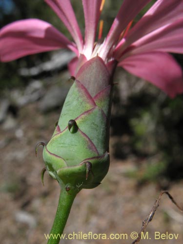 Фотография Mutisia spinosa (). Щелкните, чтобы увеличить вырез.