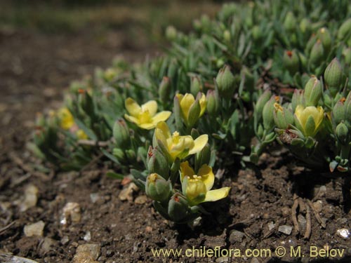 Image of Linum sp. #1724 (). Click to enlarge parts of image.