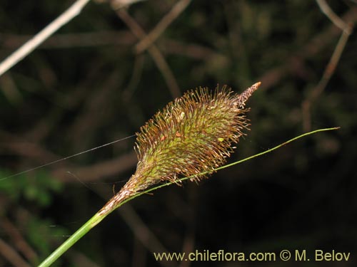 Imágen de Uncinia multifaria (). Haga un clic para aumentar parte de imágen.