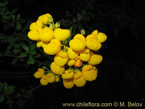 Image of Calceolaria integrifolia (). Click to enlarge parts of image.