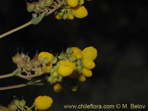 Calceolaria integrifoliaの写真