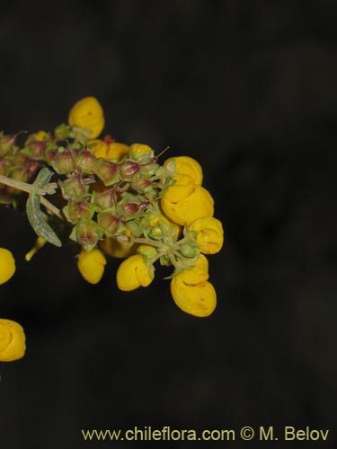Bild von Calceolaria integrifolia (). Klicken Sie, um den Ausschnitt zu vergrössern.