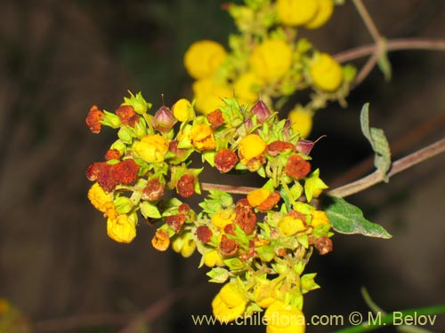 Image of Calceolaria integrifolia (). Click to enlarge parts of image.