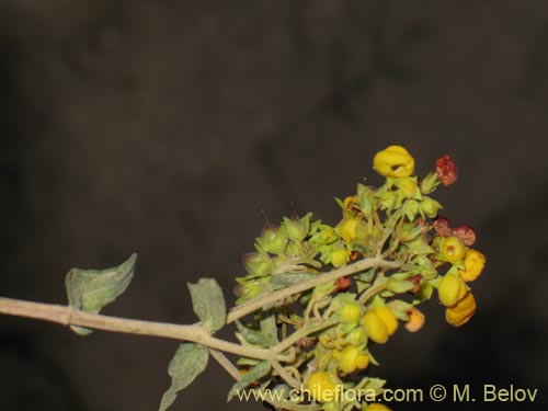 Calceolaria integrifoliaの写真