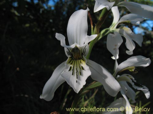 Bild von Chloraea longipetala (). Klicken Sie, um den Ausschnitt zu vergrössern.