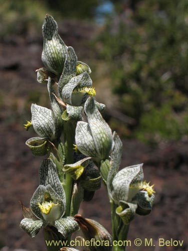 Bild von Chloraea magellanica (). Klicken Sie, um den Ausschnitt zu vergrössern.