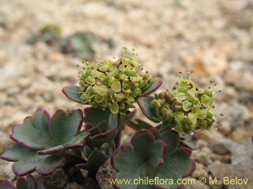 Apiaceae sp. #1453的照片