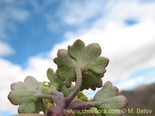 Imágen de Apiaceae sp. #1453 (). Haga un clic para aumentar parte de imágen.