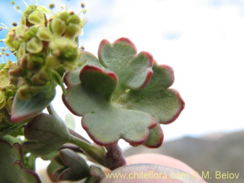 Apiaceae sp. #1453的照片