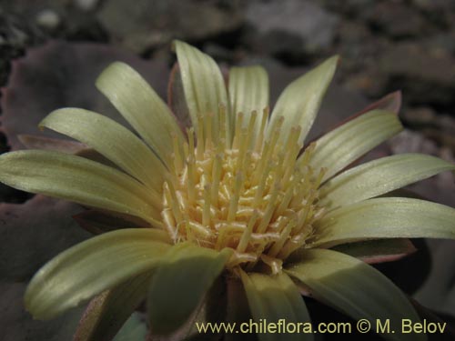 Bild von Pachylaena atriplicifolia (). Klicken Sie, um den Ausschnitt zu vergrössern.