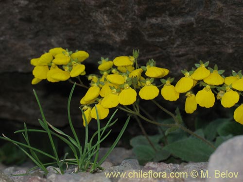 Image of Calceolaria williamsii (). Click to enlarge parts of image.