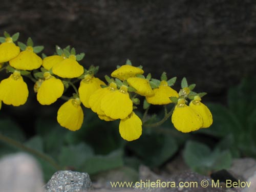 Imágen de Calceolaria williamsii (). Haga un clic para aumentar parte de imágen.