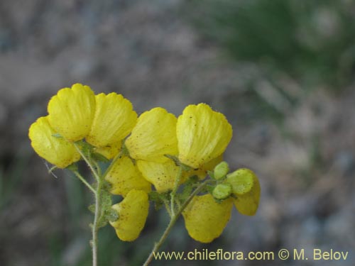Фотография Calceolaria williamsii (). Щелкните, чтобы увеличить вырез.