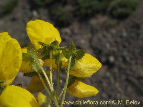 Imágen de Calceolaria williamsii (). Haga un clic para aumentar parte de imágen.