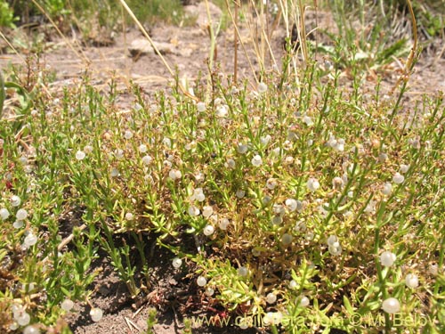 Image of Galium sp. #1345 (). Click to enlarge parts of image.
