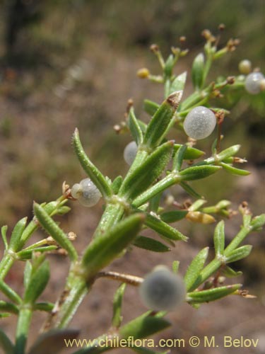 Image of Galium sp. #1345 (). Click to enlarge parts of image.