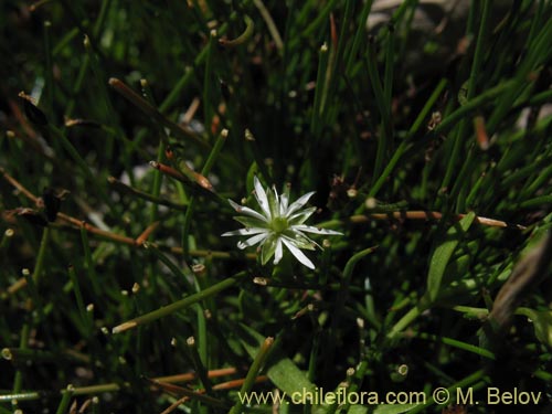 Image of Stellaria sp. #1349 (). Click to enlarge parts of image.