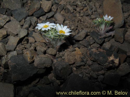 Фотография Chaetanthera pusilla (Chinita). Щелкните, чтобы увеличить вырез.