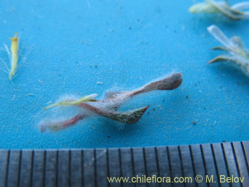 Фотография Chaetanthera pusilla (Chinita). Щелкните, чтобы увеличить вырез.