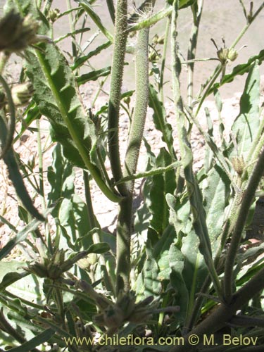 Image of Nicotiana sp. #1417 (). Click to enlarge parts of image.
